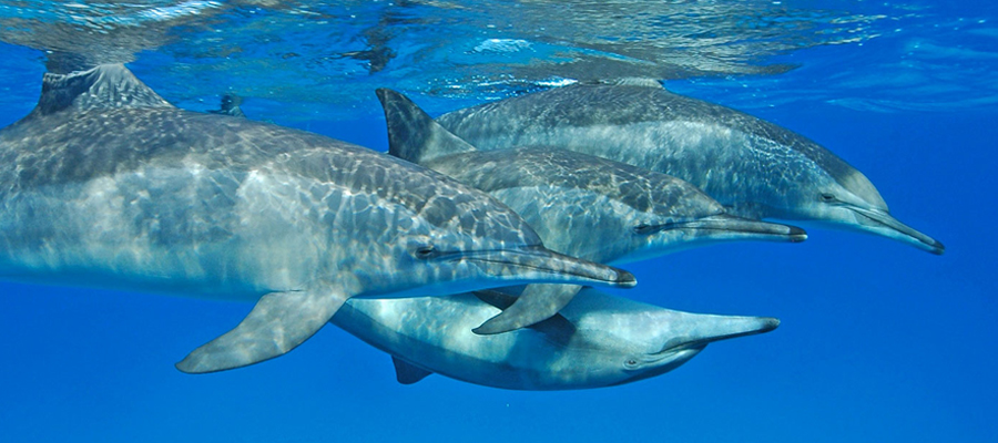 CROISIERE A LA RENCONTRE DES DAUPHINS DE MER ROUGE