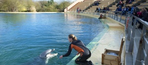 trafic de dauphins