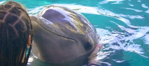 La Compagnie des Dauphins vous le propose…