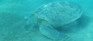 Égypte marsa alam