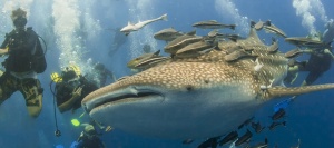 la plongée sous marine