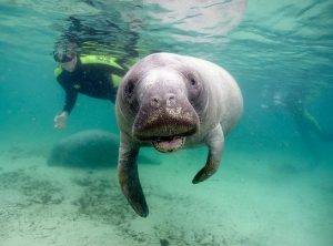 Plongée en Floride : découvrez Crystal River et plongez avec les lamantins !