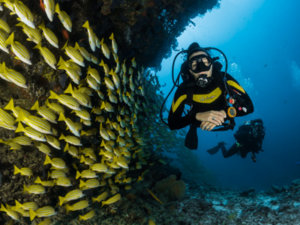 plongee sous-marine Antilles