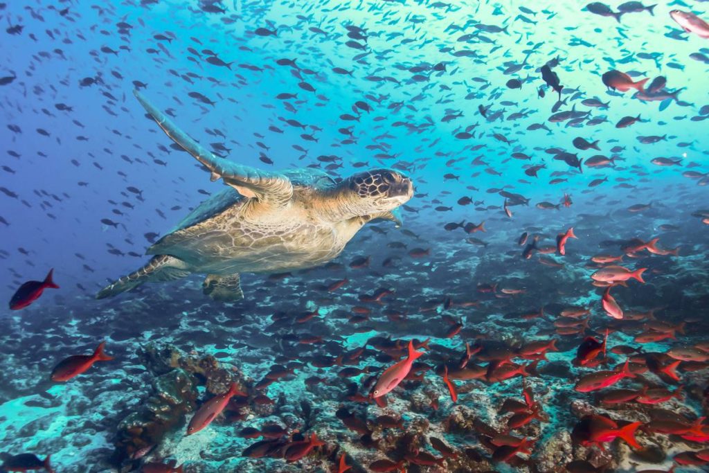 visu-le-catamaran-pour-explorer-les-plus-beaux-sites-antillais