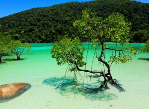 Top 10 des meilleurs spots de plongée en Thaïlande : Îles Surin