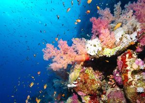 Top 10 des plus beaux spots de plongée du monde : la mer rouge en hiver