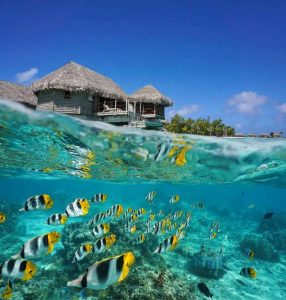 Top 10 des plus beaux spots de plongée du monde : la Polynésie