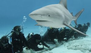 Plongée Mexique : quels fonds marins observer ? Faune et flore...