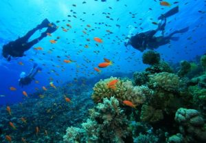 Plongée à Minorque : la faune et la flore à découvrir dans ses fonds marins