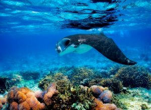 Plongée à Bali : la faune et la flore à découvrir dans ses fonds marins